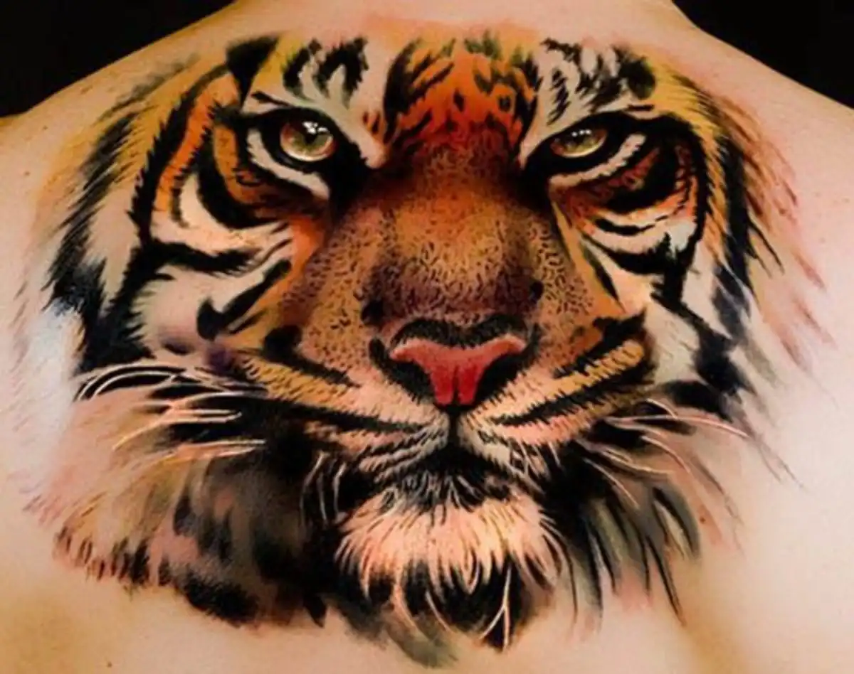 artist--andrea_afferni--realistic-tiger-tattoo_0011347701737
